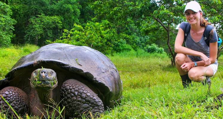 Ein Reisender kniet neben einer riesigen Schildkröte in den grünen Hochländern der Galapagosinseln.
