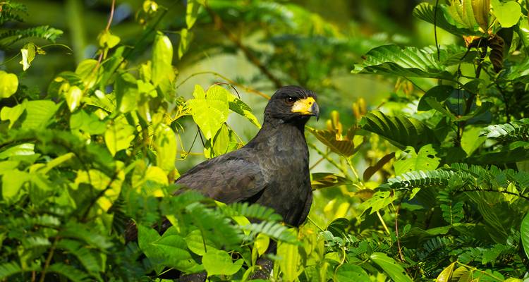 Zwarte arend neergezeten tussen levendig groen gebladerte.