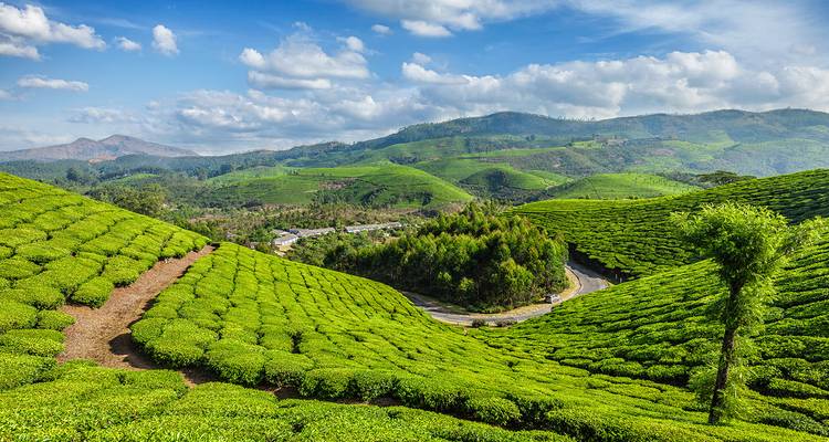 Exuberantes plantaciones de té extendiéndose por las colinas.