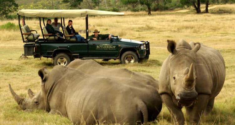 Offenes Safari-Fahrzeug mit Touristen, die zwei ruhende Nashörner auf einer Grasebene beobachten
