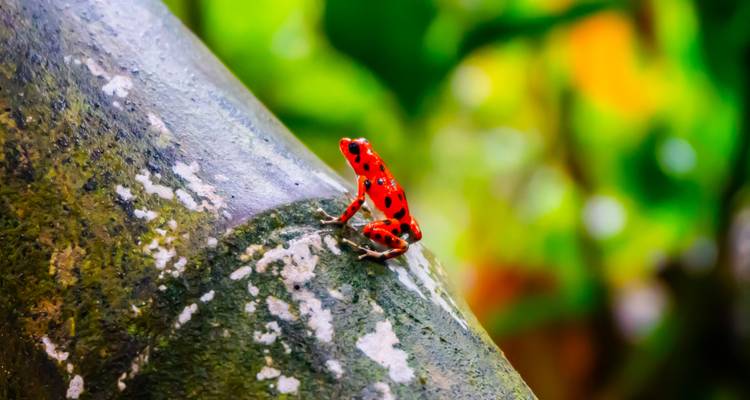 Felgekleurde kikker op een tak in een weelderige omgeving.