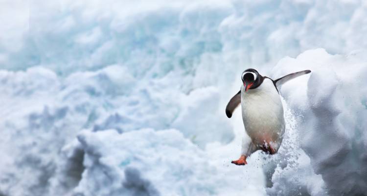 Een enkele pinguïn springt op het ijs.