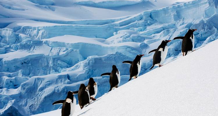Een rij pinguïns loopt bergopwaarts naast ijzige kliffen