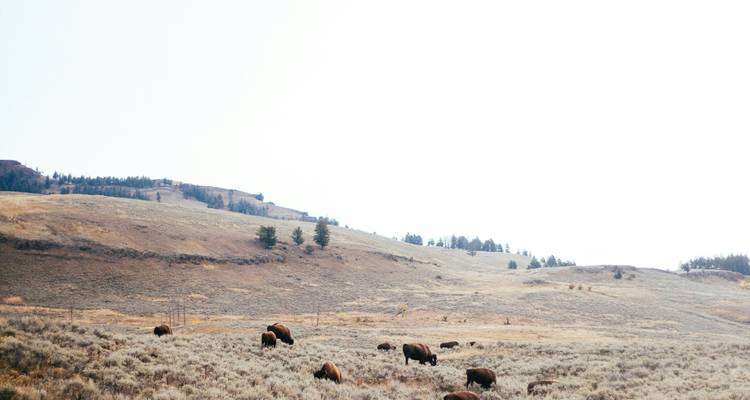 Bison grazing on a plain with low hills in the background.