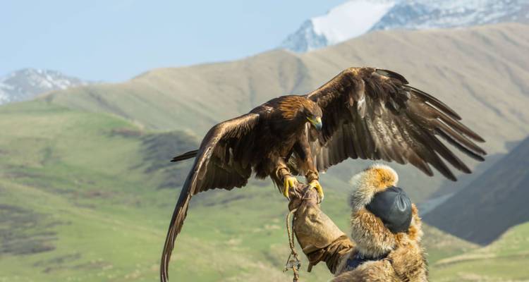 Persoon die een getrainde adelaar vasthoudt in een bergachtige streek.