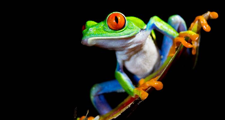 Nahaufnahme eines bunten Laubfroschs im Regenwald.