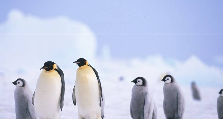 Fly & Cruise - Antarctica, Weddell Sea & Falkland Islands - Exodus Travels