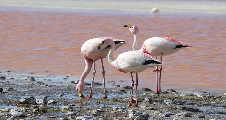 Flamingos feeding at a vibrant red lake with rocky shore.