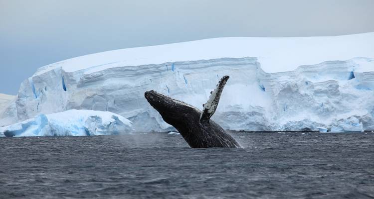 Baleine en train de se reproduire près d'un iceberg.