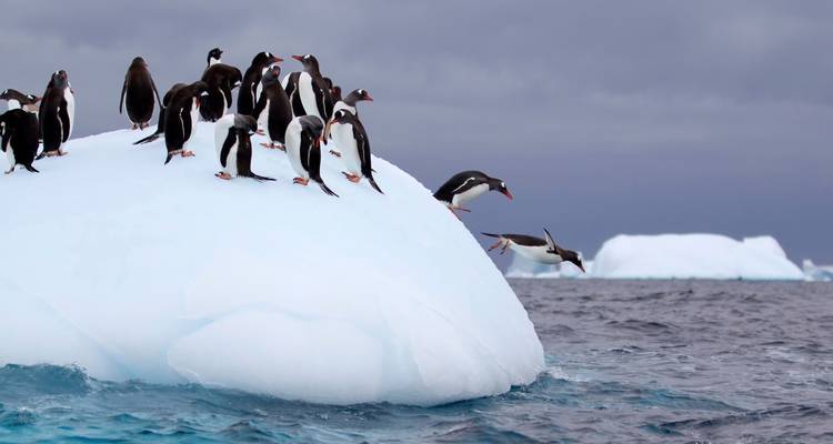 Pingouins sur un iceberg, l'un d'eux plongeant dans l'eau.