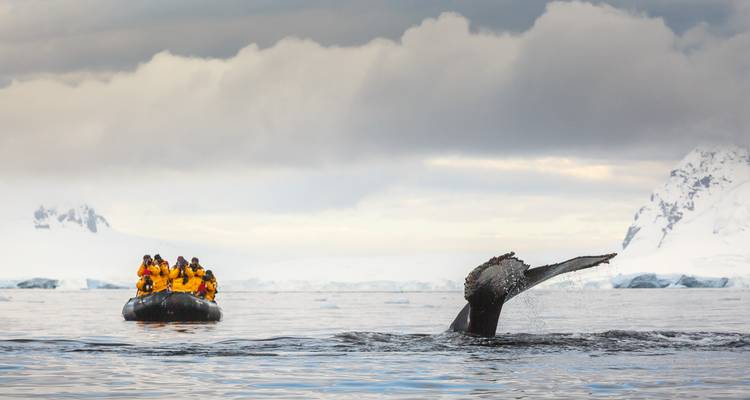 Whale tail surfaces beside zodiac filled with yellow-jacketed tourists in icy waters.