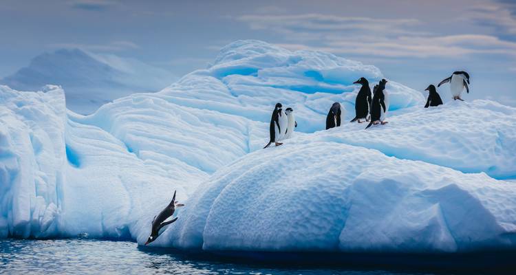 Penguins stand atop sculpted blue iceberg while one dives into the sea.