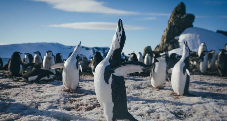 Chinstrap penguin stretches upward amid large colony on snowy ground with mountains behind.
