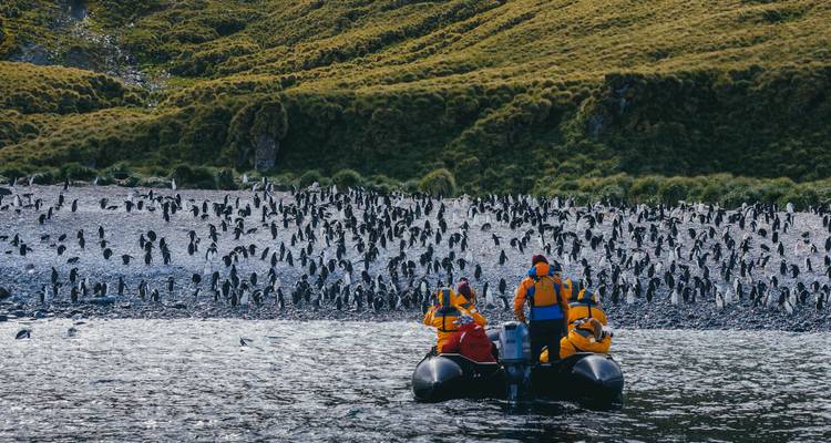 Zodiac approaches pebble beach crowded with hundreds of penguins at the edge of green hills.