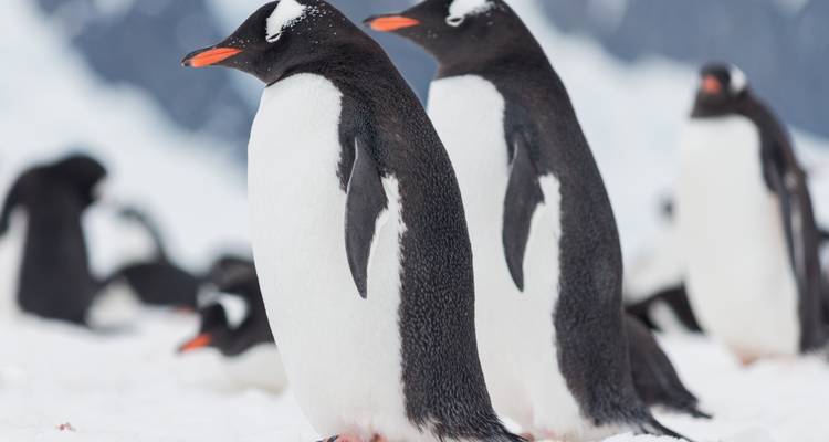 Two Gentoo penguins standing upright on snowy ground with blurred penguin colony and icy mountains in the background.