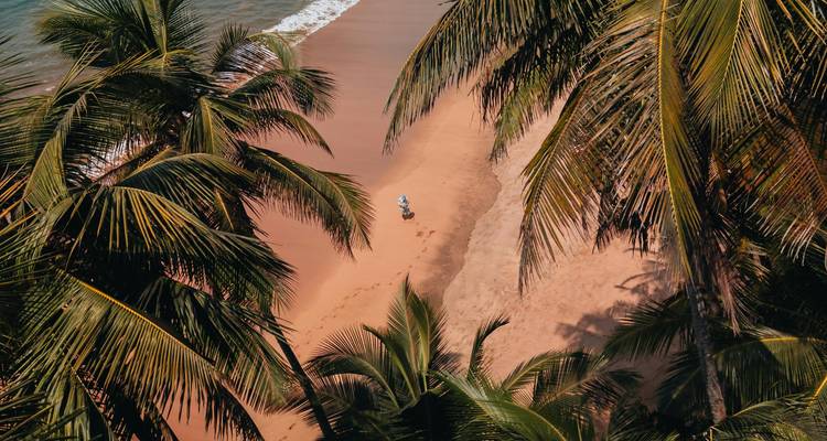 Vista aérea de una playa bordeada de palmeras, una persona caminando.