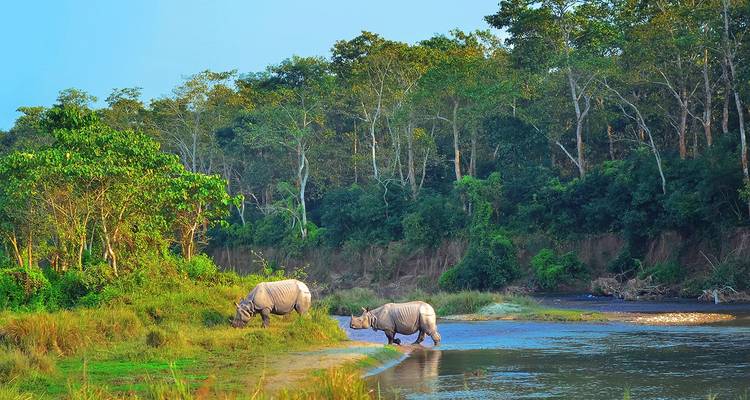 Two one-horned rhinos grazing beside a river in dense jungle at Chitwan National Park.