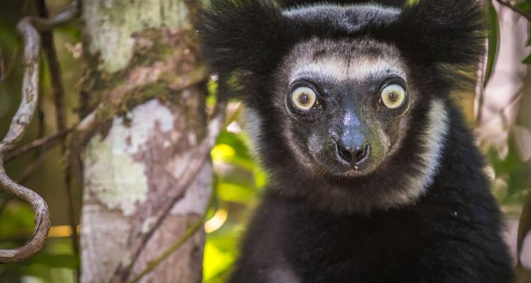 Gros plan d'un lémur indri en alerte avec de grands yeux jaunes dans un cadre de forêt tropicale.