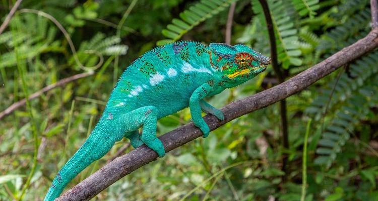 Le caméléon panthère turquoise brillant s'accroche à une branche au milieu d'un feuillage vert luxuriant.