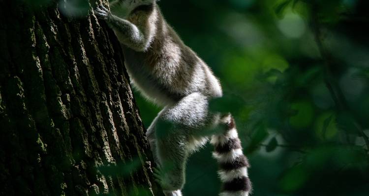 Partially hidden ring-tailed lemur climbing a tree trunk in shadowy forest light.
