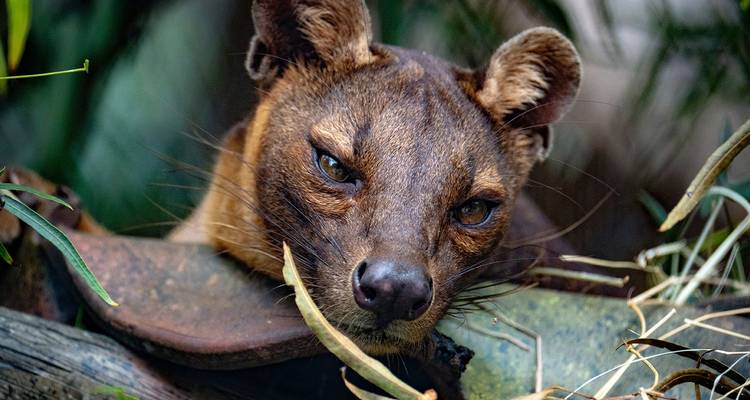 Intense close-up of a fossa lounging among vegetation, staring directly at the camera.