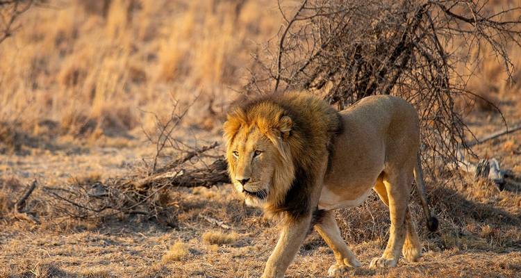 Un león macho con crin completa caminando por la sabana seca durante la hora dorada.