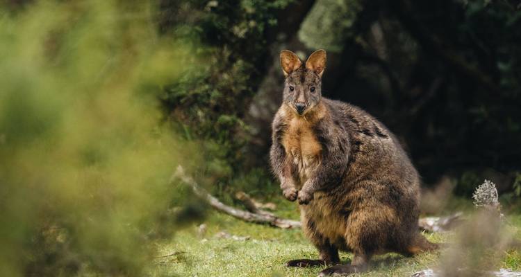 Un wallaby de forme arrondie se tient en alerte dans une clairière de forêt dense et verdoyante.