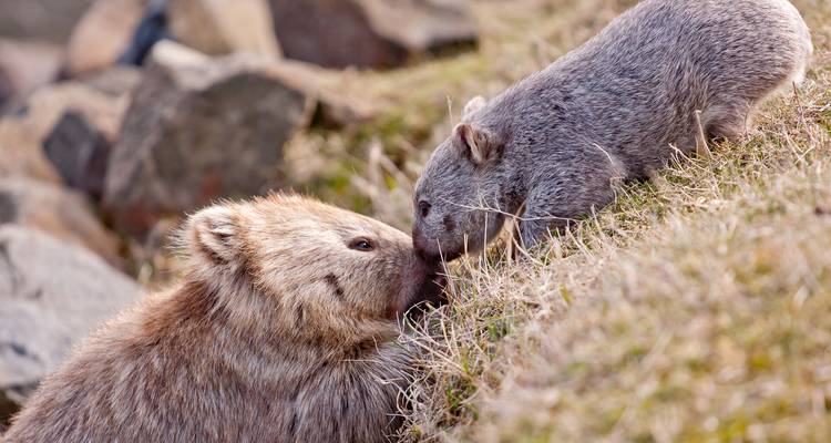 Deux wombats touchent délicatement leurs nez l'un contre l'autre sur un versant herbeux parsemé de rochers.
