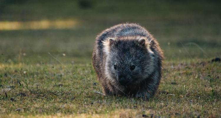 A furry wombat walking across short grass in soft afternoon light.