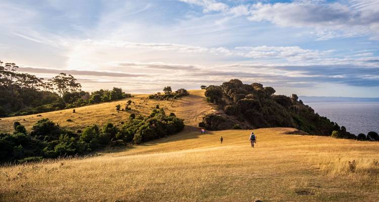 Golden grassy headland with hikers overlooking the Tasman Sea under a soft evening sky