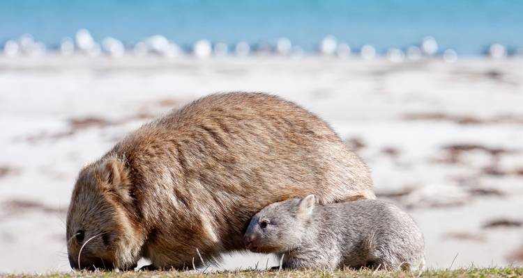 A wombat mother grazes while her tiny joey stays close beneath her on a coastal meadow.