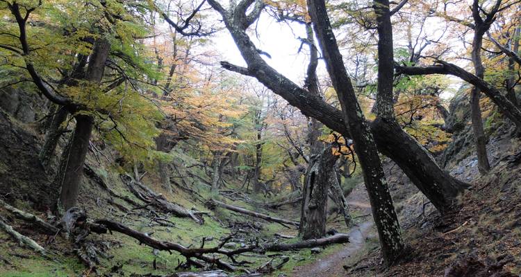 Autumn forest trail with fallen trees and colorful leaves in a narrow valley.