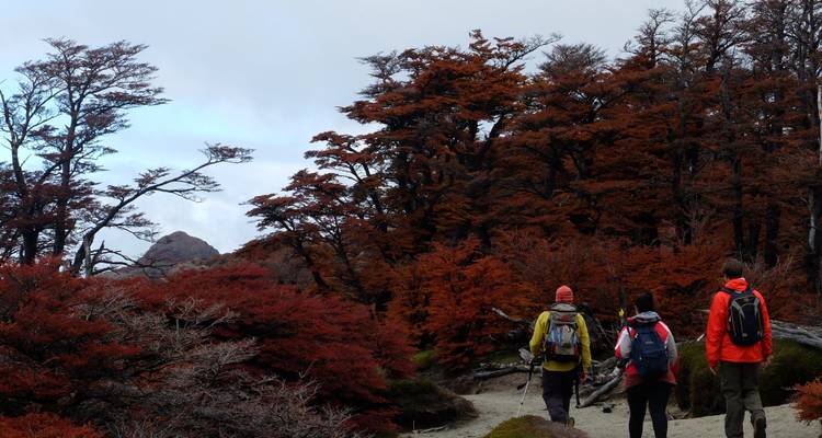 Small hiking group walking through red-leafed lenga forest.