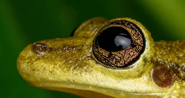 Gros plan de l'œil d'une grenouille avec des textures détaillées.