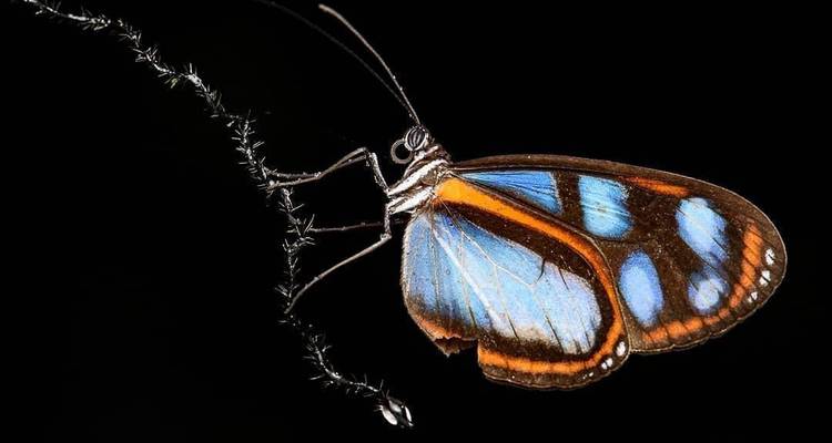 Papillon aux ailes colorées perché sur un fond noir.