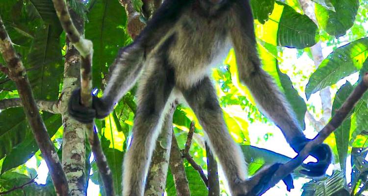 Singe-araignée suspendu à une branche d'arbre.