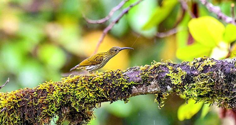 Felgekleurde vogel neergezeten op een bemoste tak in een bos.
