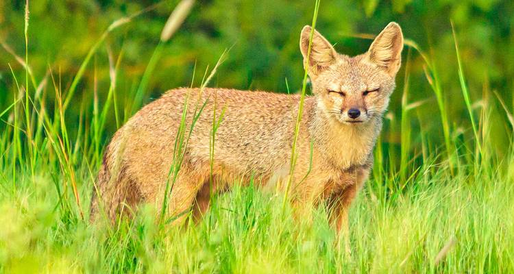 Vos die in het hoge gras staat en aandachtig kijkt.