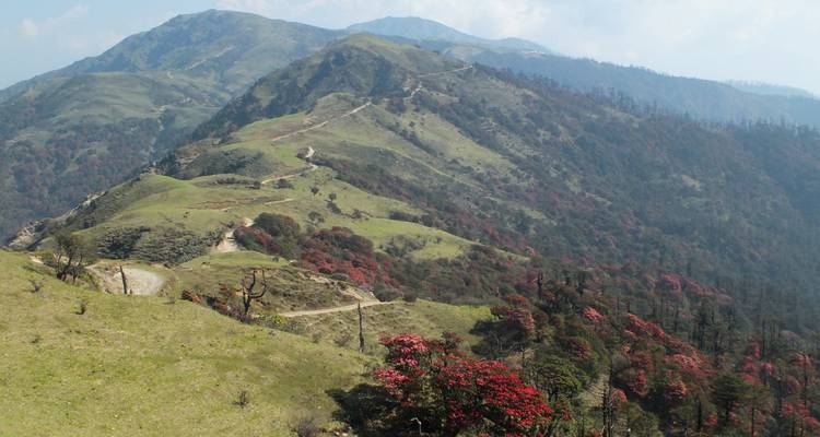 Verdes colinas onduladas con un camino serpenteante y árboles de flores rojas.