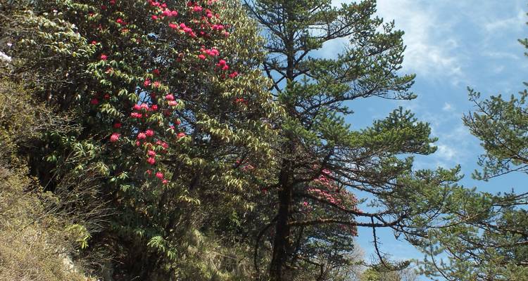 Bomen met bloeiende roze bloemen tegen een blauwe lucht.