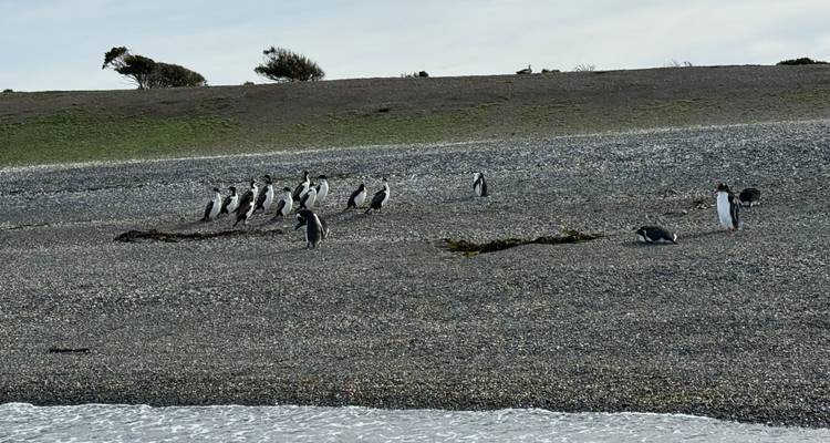 Grupo de pingüinos reunidos en una playa de grava cerca de la orilla con olas suaves.