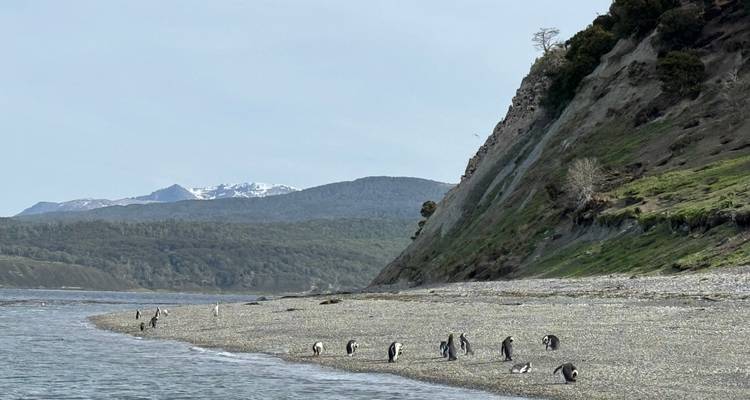 Playa de guijarros con una línea de pingüinos cerca de la orilla, colinas verdes y montañas con cimas nevadas a lo lejos bajo un cielo pálido.