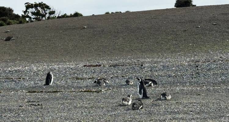 Vista cercana de varios pingüinos magallánicos de pie y descansando en una pendiente rocosa de la playa.