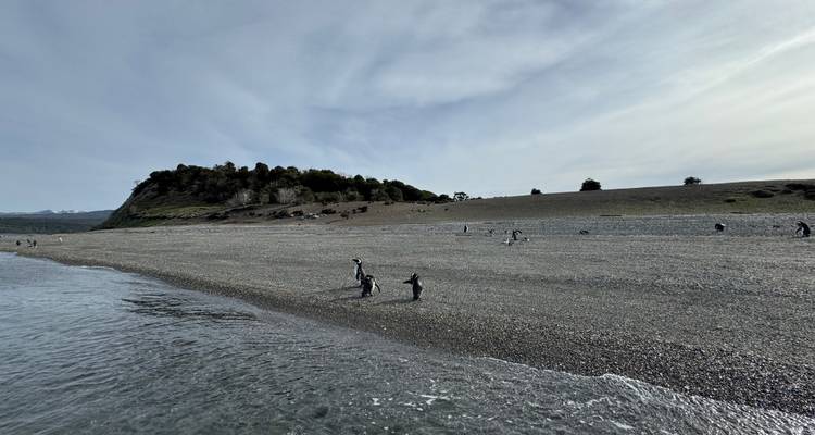Toma gran angular de una lengua de grava con pingüinos dispersos, olas suaves y un acantilado cubierto de árboles bajo nubes tenues.