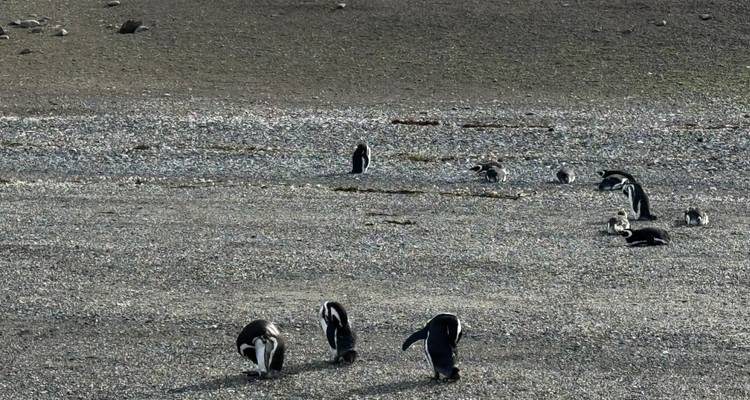Grupo de pingüinos acicalándose y caminando sobre grava gris áspera con una ladera árida detrás.