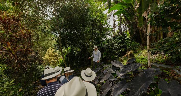 Grupo de viajeros con sombreros blancos escuchando a un guía durante una caminata por una exuberante plantación de café.