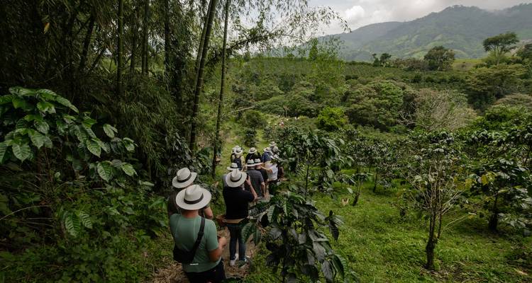 Los viajeros que llevan sombreros blancos caminan en fila india por un sendero de plantación de café exuberante con colinas verdes y montañas al fondo.