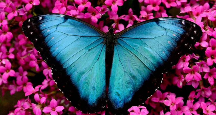 Close-up of a vivid blue morpho butterfly resting on a bed of bright pink flowers.
