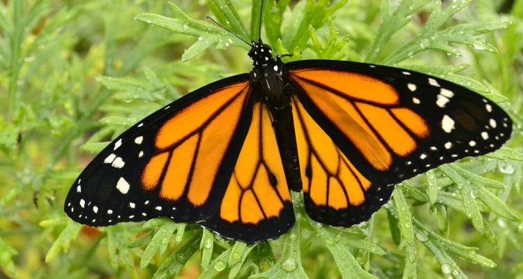 Macro image of an orange and black monarch butterfly perched on dewy green foliage.