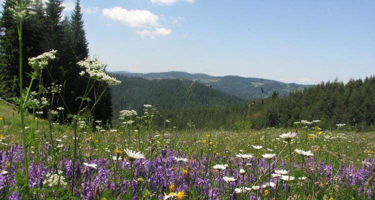 Champ de fleurs sauvages avec des collines boisées en arrière-plan.